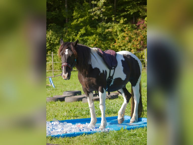 Welsh-D Mix Ruin 18 Jaar 143 cm Gevlekt-paard in Monsheim