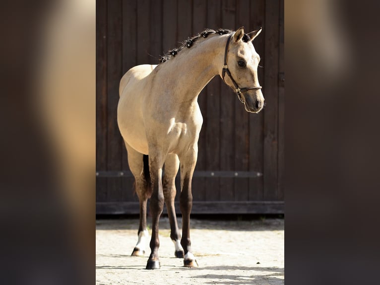 Welsh-D Ruin 1 Jaar 139 cm Buckskin in Poznań