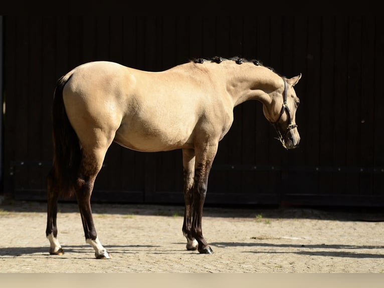 Welsh-D Ruin 1 Jaar 139 cm Buckskin in Poznań