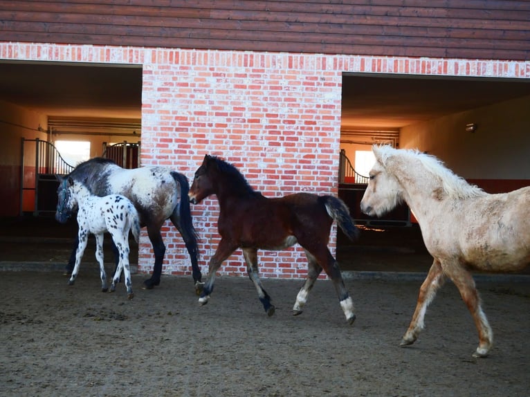Welsh-D Ruin 1 Jaar 155 cm Bruin in Stahnsdorf