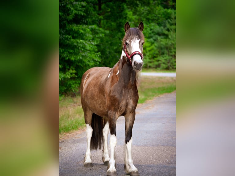 Welsh-D Mix Ruin 2 Jaar 130 cm Gevlekt-paard in Hemsloh