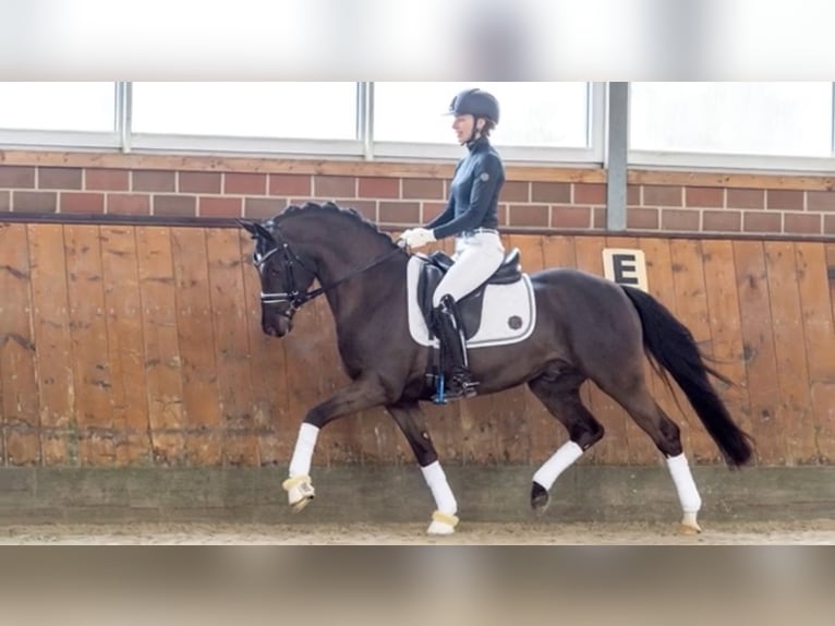 Welsh-D Ruin 3 Jaar 141 cm Zwartbruin in Vlijmen