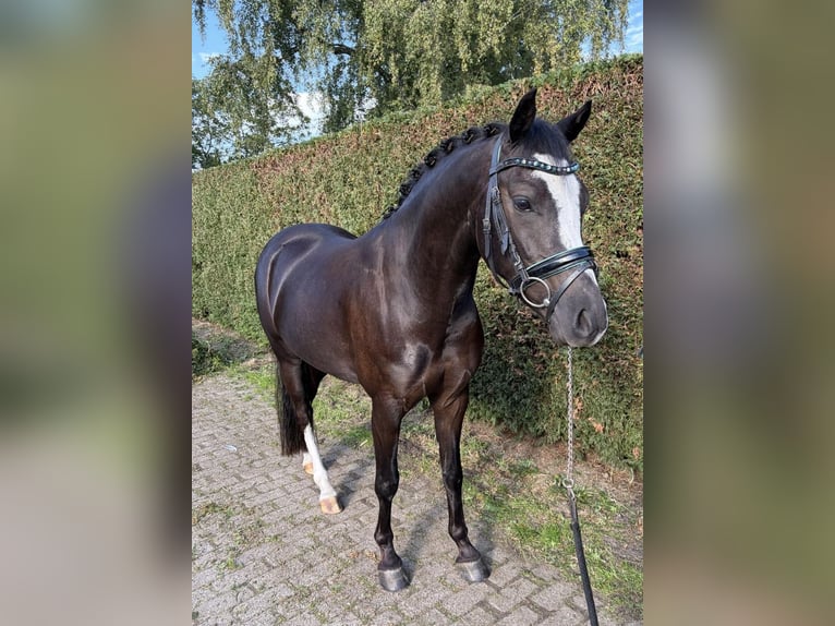 Welsh-D Ruin 3 Jaar 141 cm Zwartbruin in Vlijmen