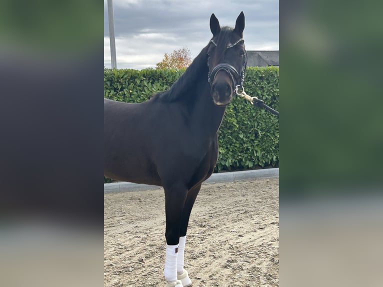 Welsh-D Ruin 3 Jaar 146 cm Zwartbruin in Ammerzoden