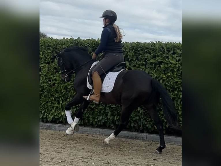 Welsh-D Ruin 3 Jaar 146 cm Zwartbruin in Ammerzoden
