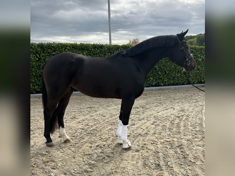 Welsh-D Ruin 3 Jaar 146 cm Zwartbruin in Ammerzoden