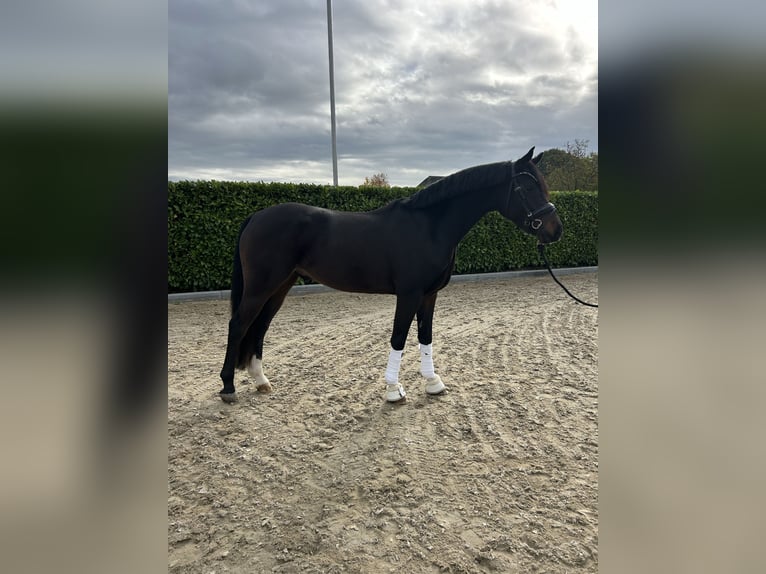 Welsh-D Ruin 3 Jaar 146 cm Zwartbruin in Ammerzoden