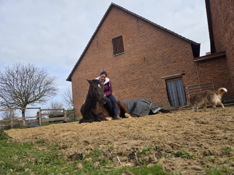 Welsh-D Ruin 3 Jaar 153 cm Zwart in Wolfhagen