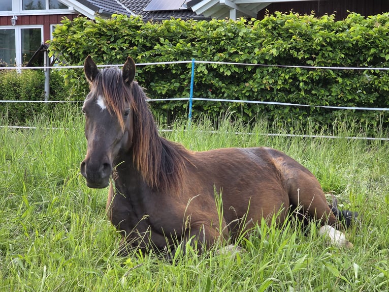 Welsh-D Ruin 3 Jaar 153 cm Zwart in Wolfhagen