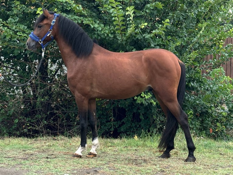 Welsh-D Ruin 4 Jaar 140 cm Bruin in B&#xE9;k&#xE9;s