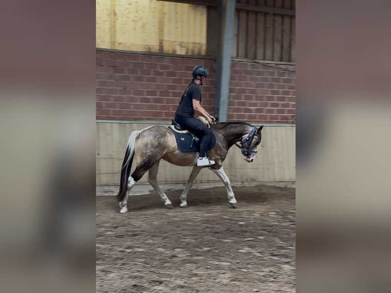 Welsh-D Mix Ruin 4 Jaar 145 cm Gevlekt-paard in Badbergen
