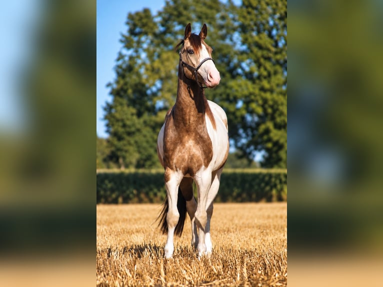 Welsh-D Mix Ruin 4 Jaar 145 cm Gevlekt-paard in Badbergen
