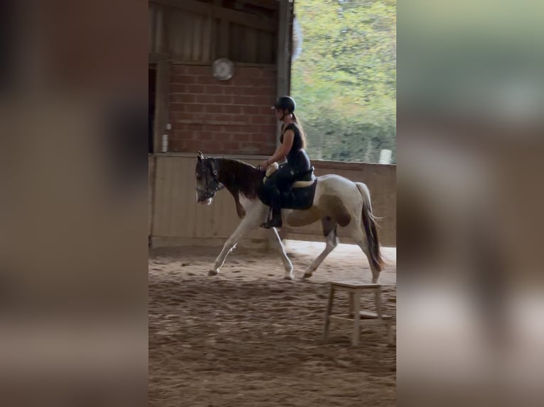 Welsh-D Mix Ruin 4 Jaar 145 cm Gevlekt-paard in Badbergen