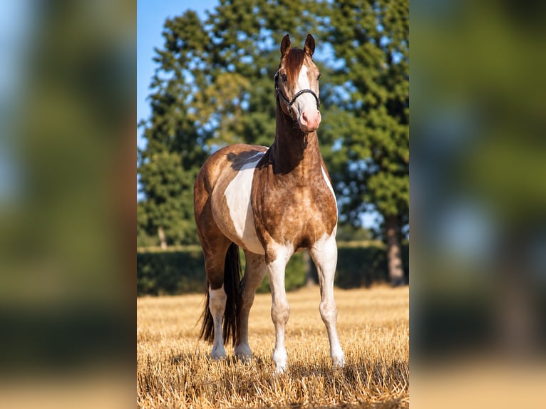 Welsh-D Mix Ruin 4 Jaar 145 cm Gevlekt-paard in Badbergen