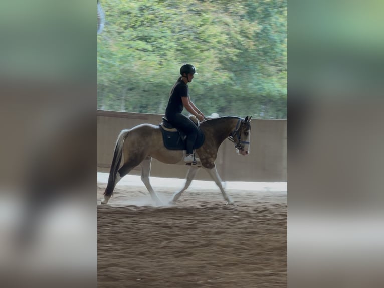 Welsh-D Mix Ruin 4 Jaar 145 cm Gevlekt-paard in Badbergen