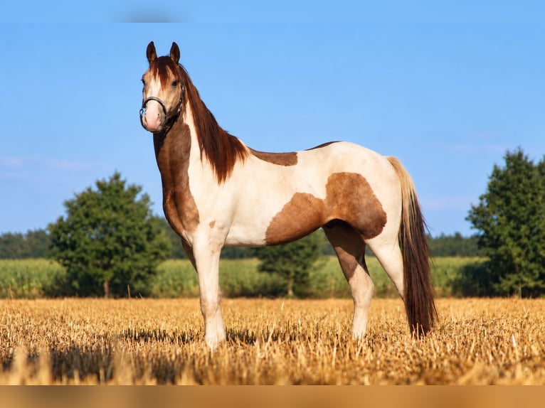 Welsh-D Mix Ruin 4 Jaar 145 cm Gevlekt-paard in Badbergen