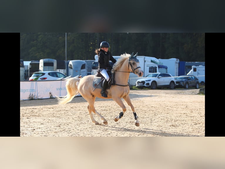 Welsh-D Ruin 4 Jaar 148 cm Palomino in Schlins