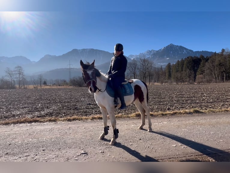 Welsh-D Ruin 5 Jaar 138 cm Gevlekt-paard in Schlins