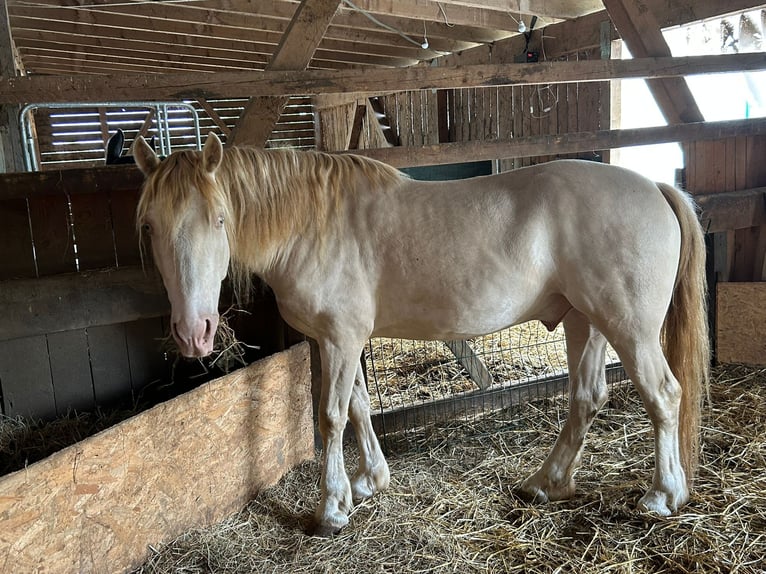 Welsh-D Ruin 5 Jaar 142 cm Cremello in Butzbach