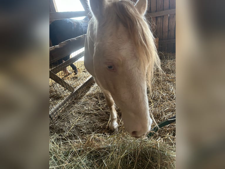 Welsh-D Ruin 5 Jaar 142 cm Cremello in Butzbach