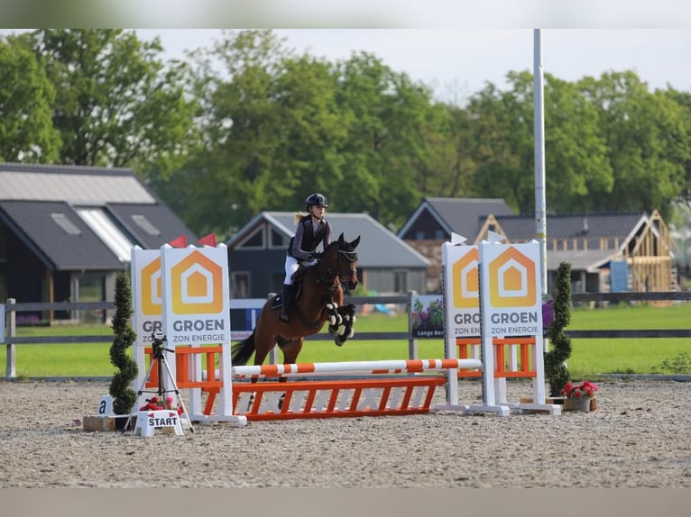 Welsh-D Ruin 5 Jaar 144 cm Bruin in Zwolle