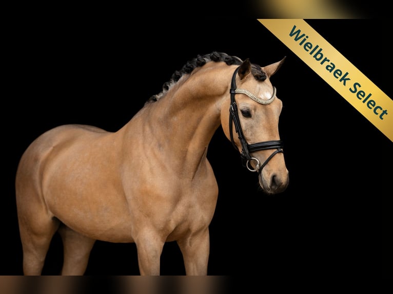 Welsh-D Ruin 5 Jaar 145 cm Buckskin in Oost West en Middelbeers
