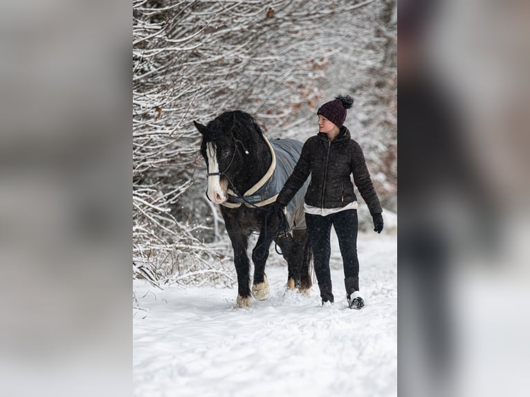 Welsh-D Ruin 5 Jaar 148 cm Zwartbruin in Borken