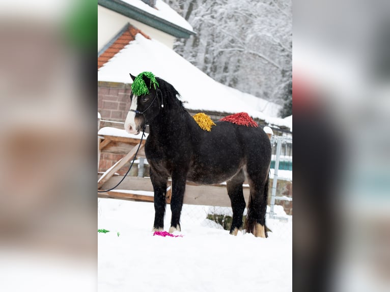 Welsh-D Ruin 5 Jaar 148 cm Zwartbruin in Borken