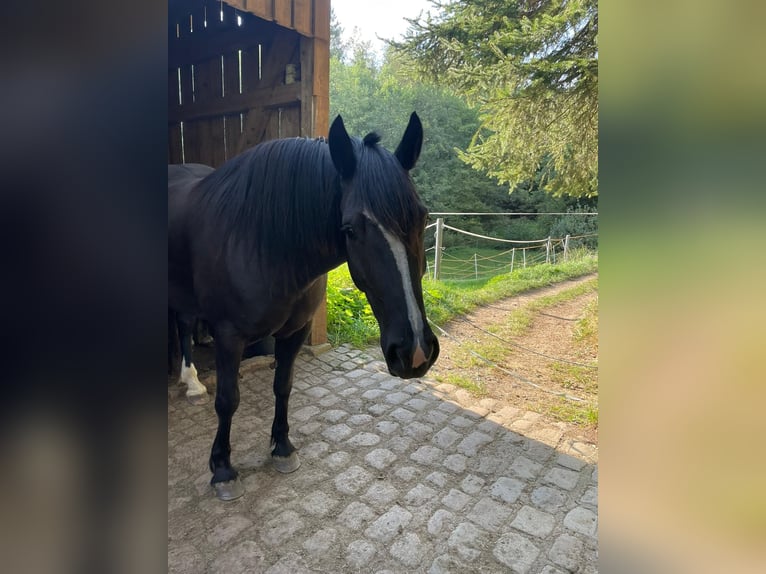 Welsh-D Ruin 5 Jaar 150 cm Zwart in Hohnstein