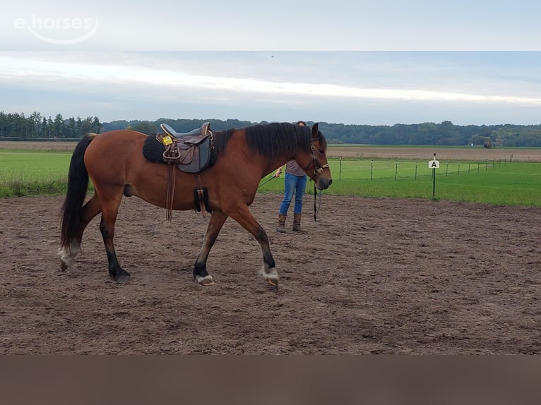 Welsh-D Ruin 5 Jaar 154 cm Bruin in Greven
