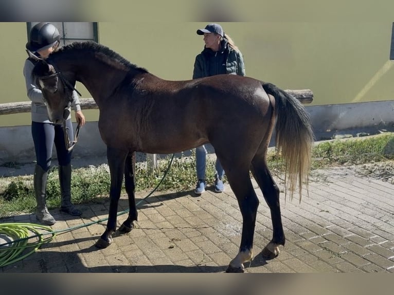 Welsh-D Ruin 6 Jaar 139 cm Falbe in Murska Soboda