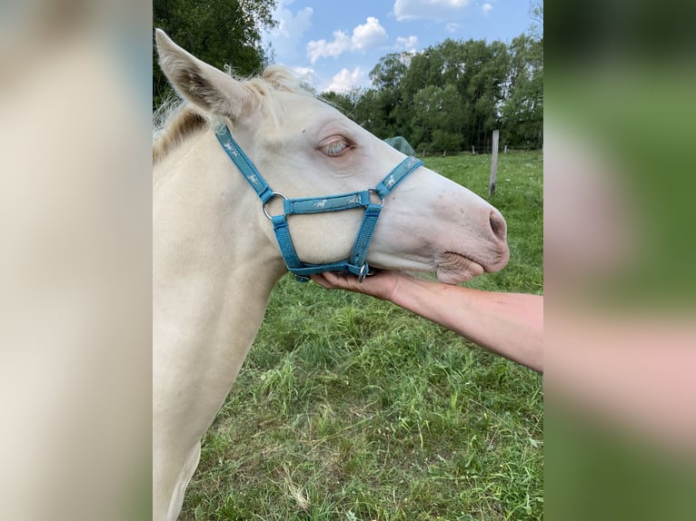 Welsh-D Ruin 6 Jaar 145 cm Cremello in Butzbach