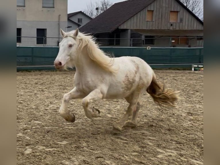 Welsh-D Mix Ruin 7 Jaar 145 cm Cremello in Niederhasli