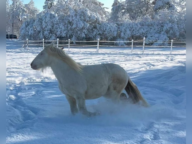 Welsh-D Mix Ruin 7 Jaar 145 cm Cremello in Niederhasli