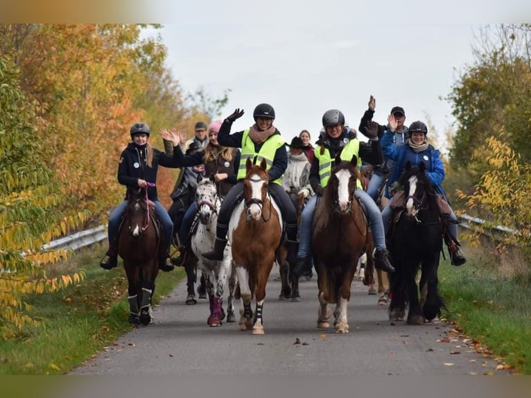 Welsh-D Mix Ruin 7 Jaar 146 cm Donkere-vos in Oberlangen