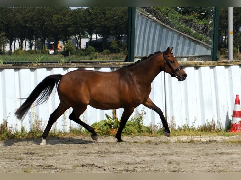 Welsh-D Ruin 7 Jaar 148 cm Bruin in Wieringerwerf