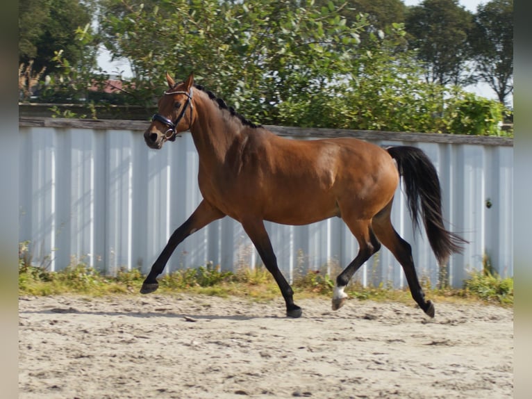 Welsh-D Ruin 7 Jaar 148 cm Bruin in Wieringerwerf