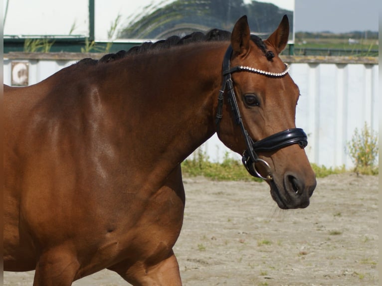 Welsh-D Ruin 7 Jaar 148 cm Bruin in Wieringerwerf
