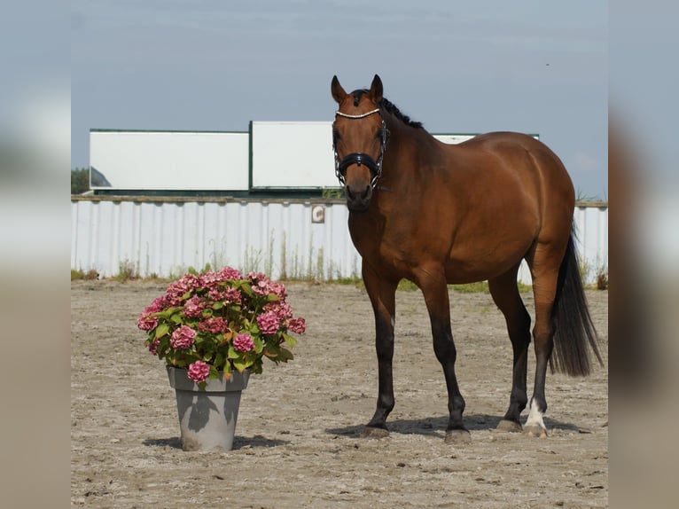 Welsh-D Ruin 7 Jaar 148 cm Bruin in Wieringerwerf