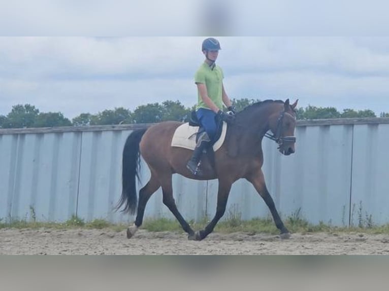 Welsh-D Ruin 7 Jaar 148 cm Bruin in Wieringerwerf