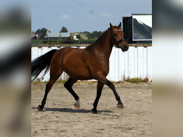 Welsh-D Ruin 7 Jaar 148 cm Bruin in Wieringerwerf