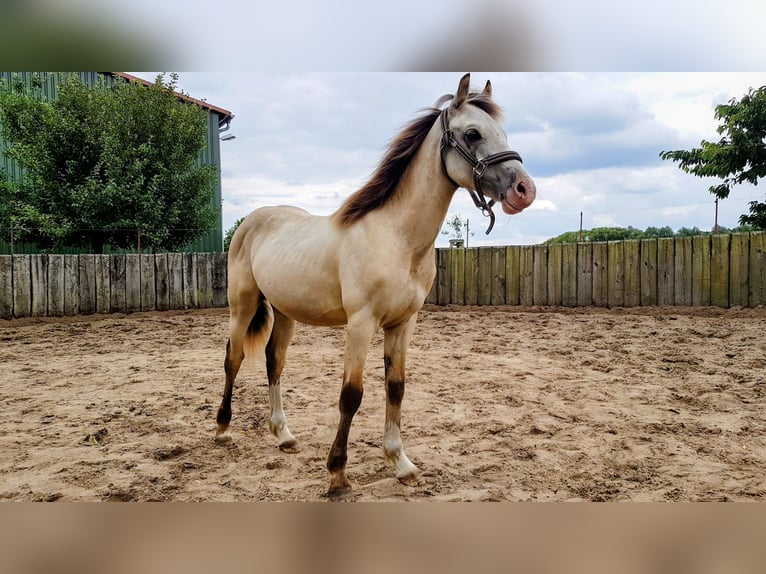 Welsh-D Ruin 7 Jaar 150 cm Buckskin in Blankenfelde