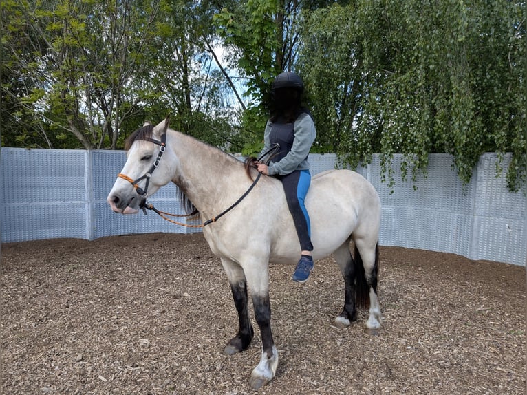 Welsh-D Ruin 7 Jaar 150 cm Buckskin in Blankenfelde