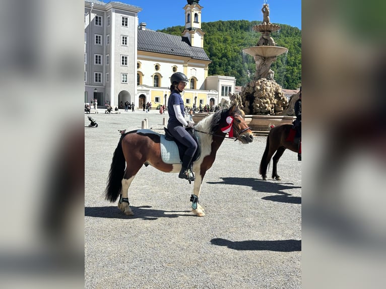 Welsh-D Mix Ruin 8 Jaar 134 cm Tobiano-alle-kleuren in Salzburg