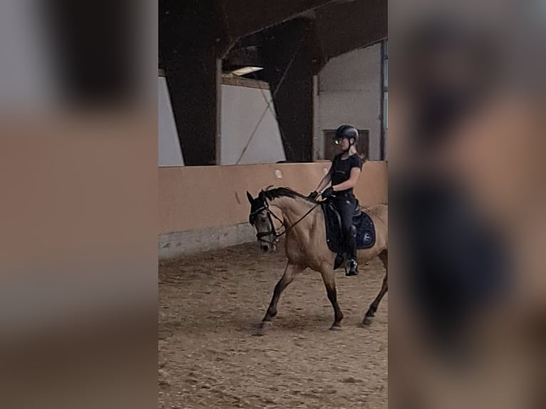 Welsh-D Mix Ruin 8 Jaar 143 cm Buckskin in Biberach