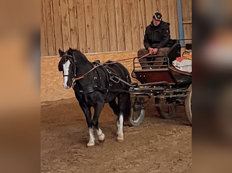 Welsh-D Ruin 8 Jaar 148 cm Zwart in Amstetten