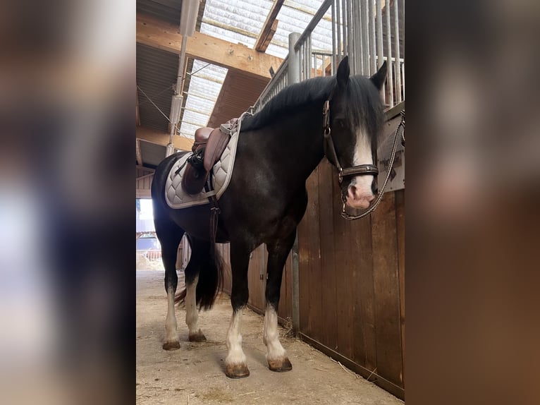 Welsh-D Ruin 8 Jaar 148 cm Zwart in Amstetten