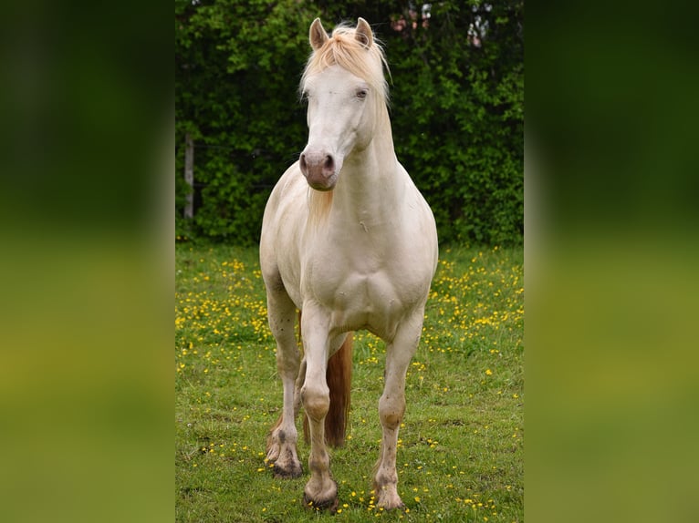 Welsh-D Ruin 8 Jaar 152 cm Perlino in Raisting