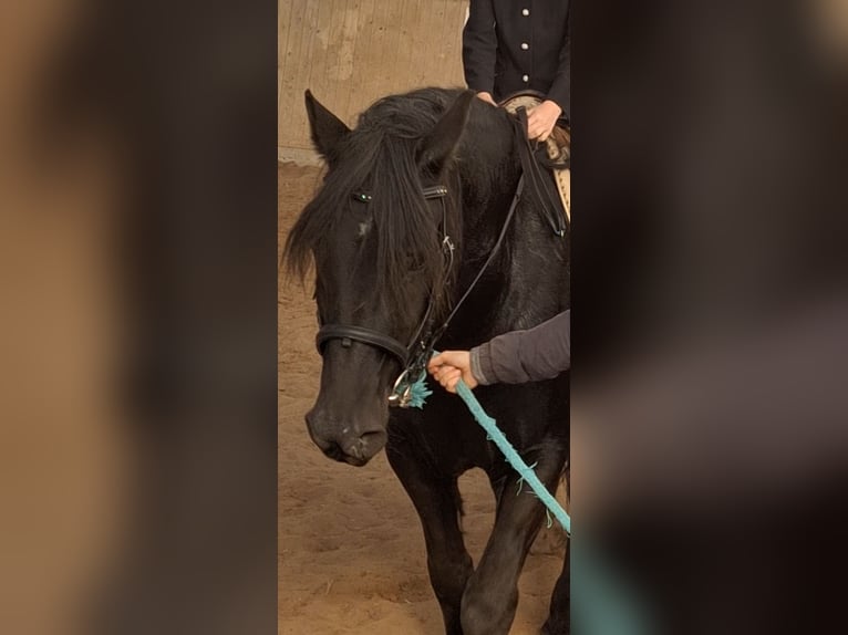 Welsh-D Ruin 8 Jaar 155 cm Zwartbruin in Göttingen