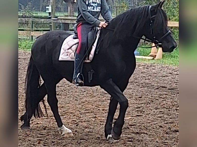 Welsh-D Ruin 8 Jaar 155 cm Zwartbruin in Göttingen